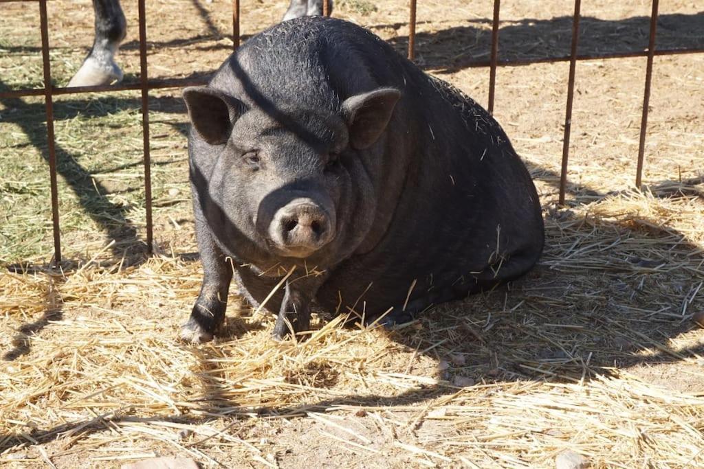 Finca La Caprichosa De Dancos Lillo Kültér fotó